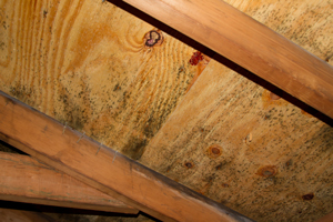 Attic Mold Removal Remediation In Wilmington Bear Attic Mold Remediation